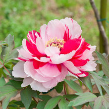 Pink and white shima nishiki dao jin tree peony flower with green leaves in the background