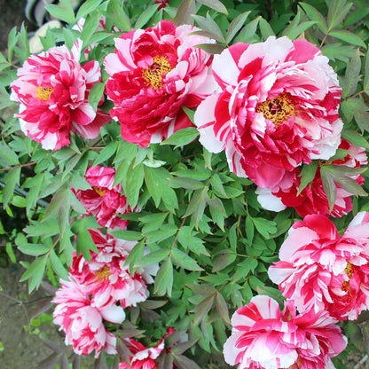 Pink and white shima nishiki dao jin tree peony flower with green leaves in the background