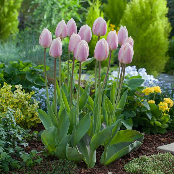 tulip apicot delight | copyright: Floramedia UK Ltd