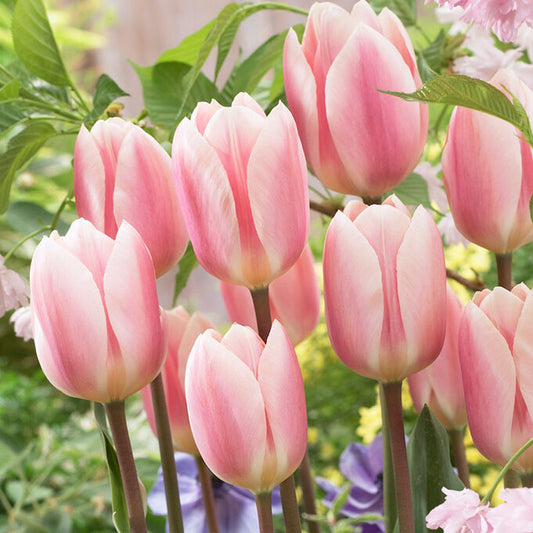 tulip apricot delight