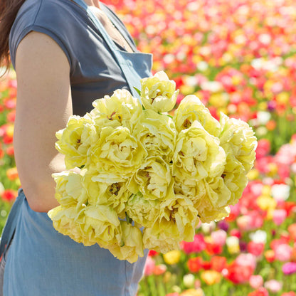 Person holding a bouquet of yellow avant garde tulips with a blurred colorful flower field in the background