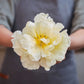 Person holding a large light yellow avant garde tulips with a blurred background