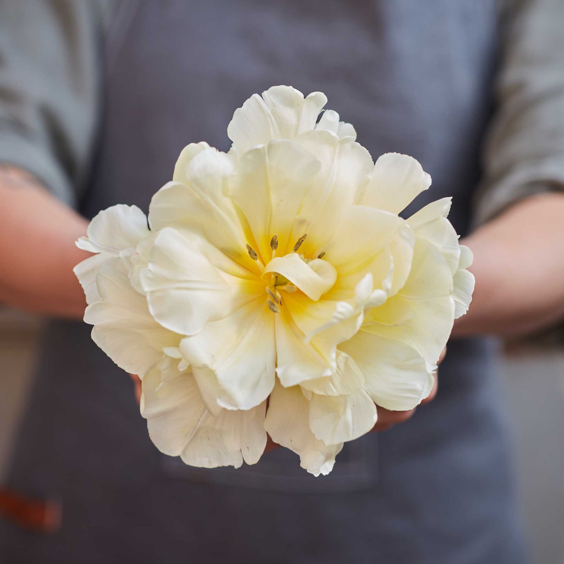 Person holding a large light yellow avant garde tulips with a blurred background