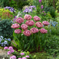 Group of pink beachberry tulips in a garden setting with greenery and other flowers. | copyright: Floramedia UK Ltd