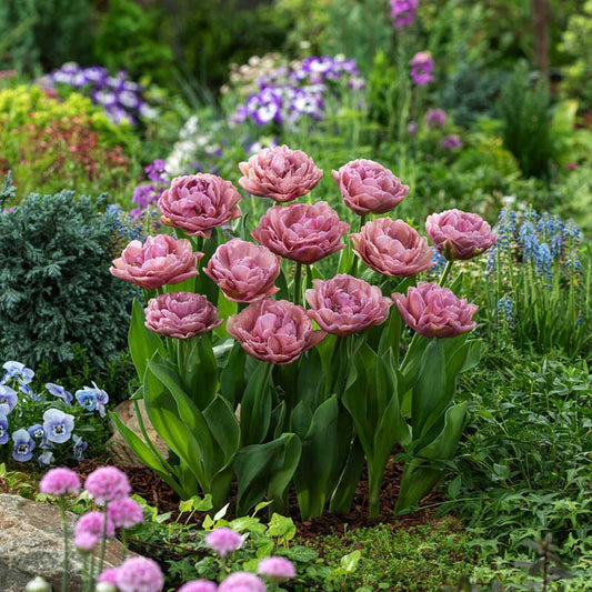 Group of pink beachberry tulips in a garden setting with greenery and other flowers. | copyright: Floramedia UK Ltd