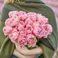 Tulip Bundle - Berry Blush