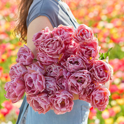 Tulip Bundle - Beachberry & Pink Mist