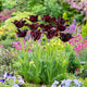 Tulip Bulbs - Black Parrot