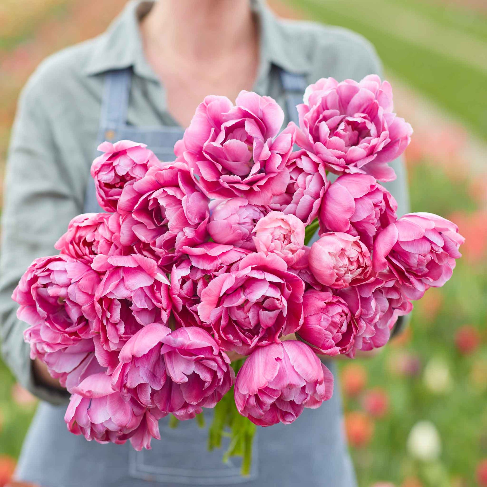 tulip blue diamond