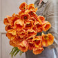 tulip brown sugar