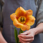 tulip brown sugar
