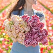 A person holding a pink and pale yellow bouquet from the beachberry and pink mist tulip bundle