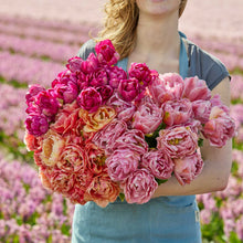 Person holding a large bouquet of pink and red tulips from the berry blush bundle with a blurred field of flowers in the background