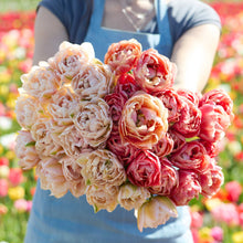 Bouquet of pink and red flowers from the copper image and pink mist tulip bundle held by a person in a field with blurred flowers in the background