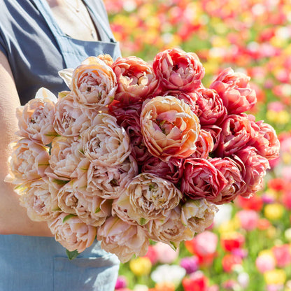 Bouquet of pink and red flowers from the copper image and pink mist tulip bundle held by a person in a field with blurred flowers in the background