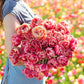 A person holding a pink and orange bouquet from the verona sunrise and copper image tulip bundle