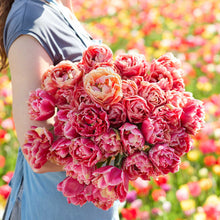 A person holding a pink and orange bouquet from the verona sunrise and copper image tulip bundle