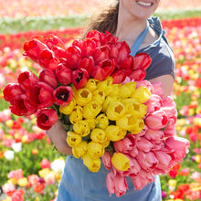 A person holding a bouquet of red, yellow, and pink tulips from the fields of holland bundle in a garden setting.