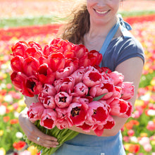 A person holding a bouquet of red and pink tulips from the red and pink impression bundle in a garden setting.
