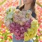 A person holding a pink and yellow bouquet from the spring crescendo tulip bundle