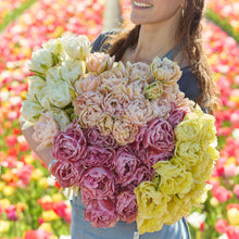 A person holding a pink and yellow bouquet from the spring crescendo tulip bundle