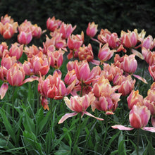 Pink callahan tulips in a garden with green leaves