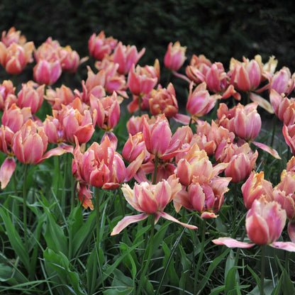 Pink callahan tulips in a garden with green leaves