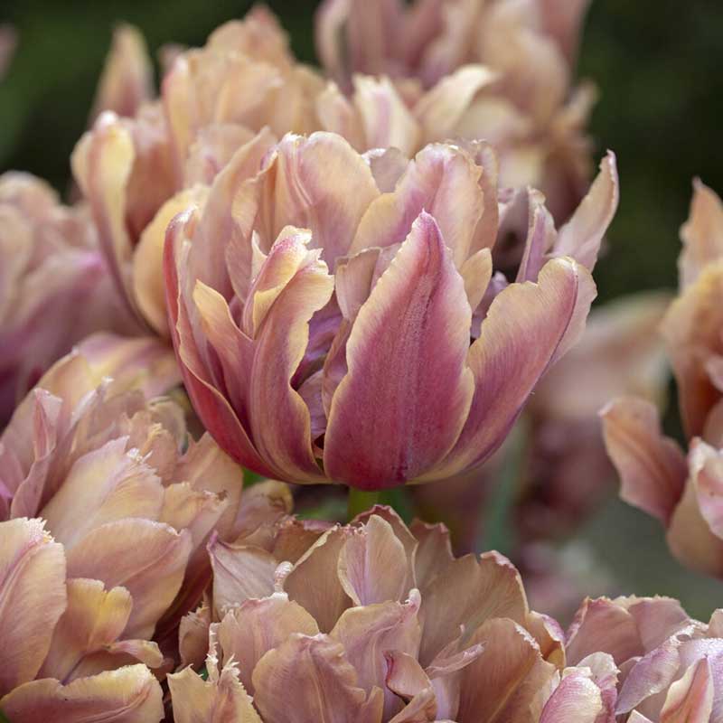 Close-up of pink callahan tulips with a blurred green background