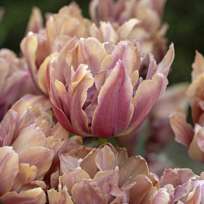 Close-up of pink callahan tulips with a blurred green background