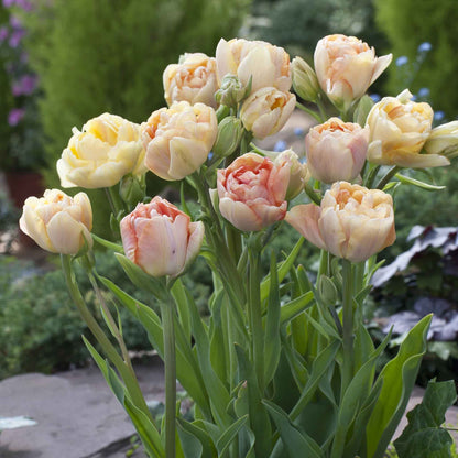 Charming Beauty tulip in ruffled peach with multiple petals on a soft background