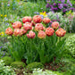 tulip copper image | copyright: Floramedia UK Ltd
