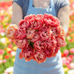 Person holding a bouquet of pink copper image tulip flowers with a blurred floral background