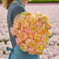 Person holding a large bouquet of pink and yellow creme upstar tulips with a blurred flower field in the background