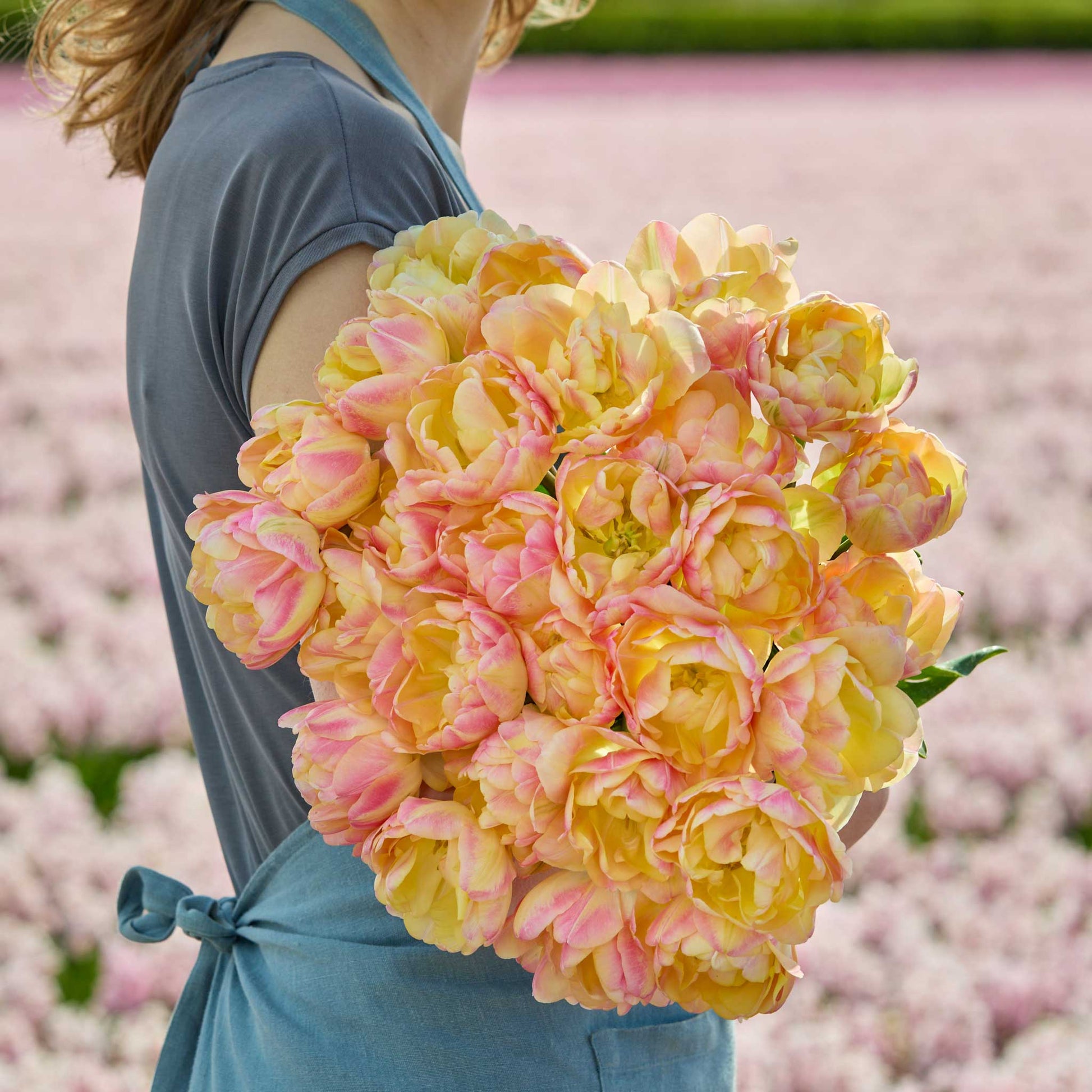 Person holding a large bouquet of pink and yellow creme upstar tulips with a blurred flower field in the background