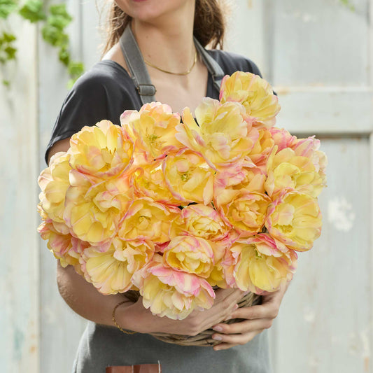 Person holding a large bouquet of yellow and pink creme upstar tulips in a greenhouse setting