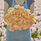 Person holding a bouquet of yellow and pink creme upstar tulips with a blurred floral field in the background