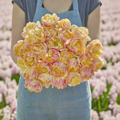 Person holding a bouquet of yellow and pink creme upstar tulips with a blurred floral field in the background