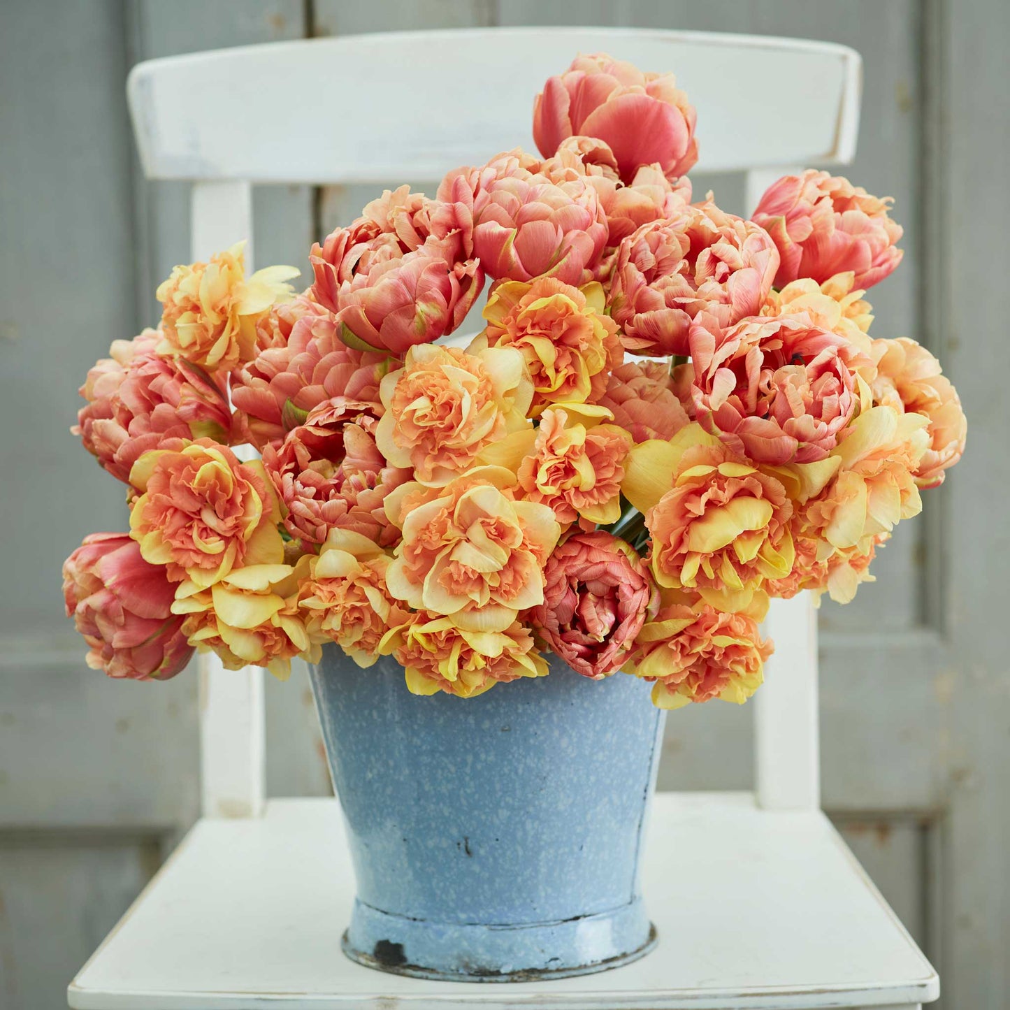 tulip and daffodil sun kissed mix