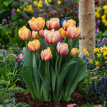 Cluster of pink and orange double marit tulips in a garden setting with blurred flowers in the background | copyright: Floramedia UK Ltd