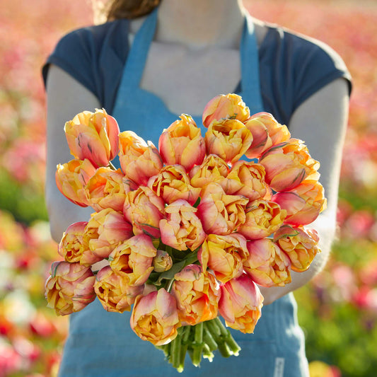 Person holding a bouquet of pink and yellow double marit tulips in a field