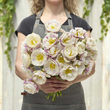 Person holding a bouquet of white and pink double surprise tulips with a blurred background
