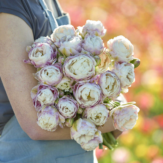Bouquet of white and purple double surprise tulips held by a person with a blurred natural background