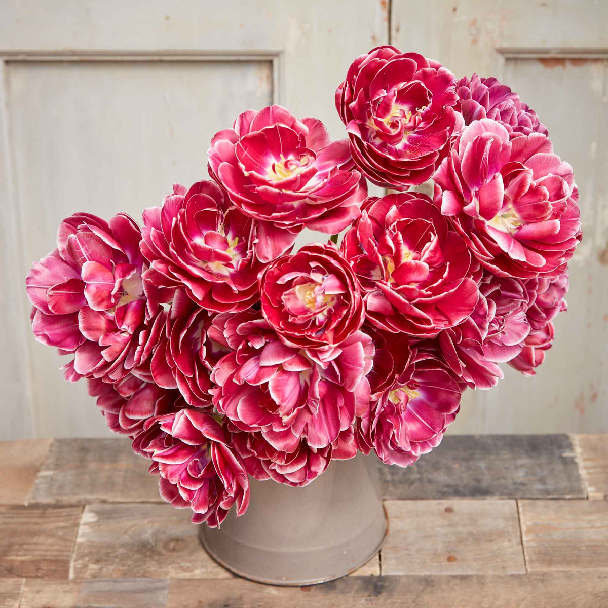 Double Late Tulip Bulbs - Dream Touch | Fall Flower Bulbs | Eden Brothers
