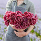 Dream Touch tulip in vibrant pink in full bloom on a soft blurred background