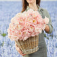 tulip dreamer