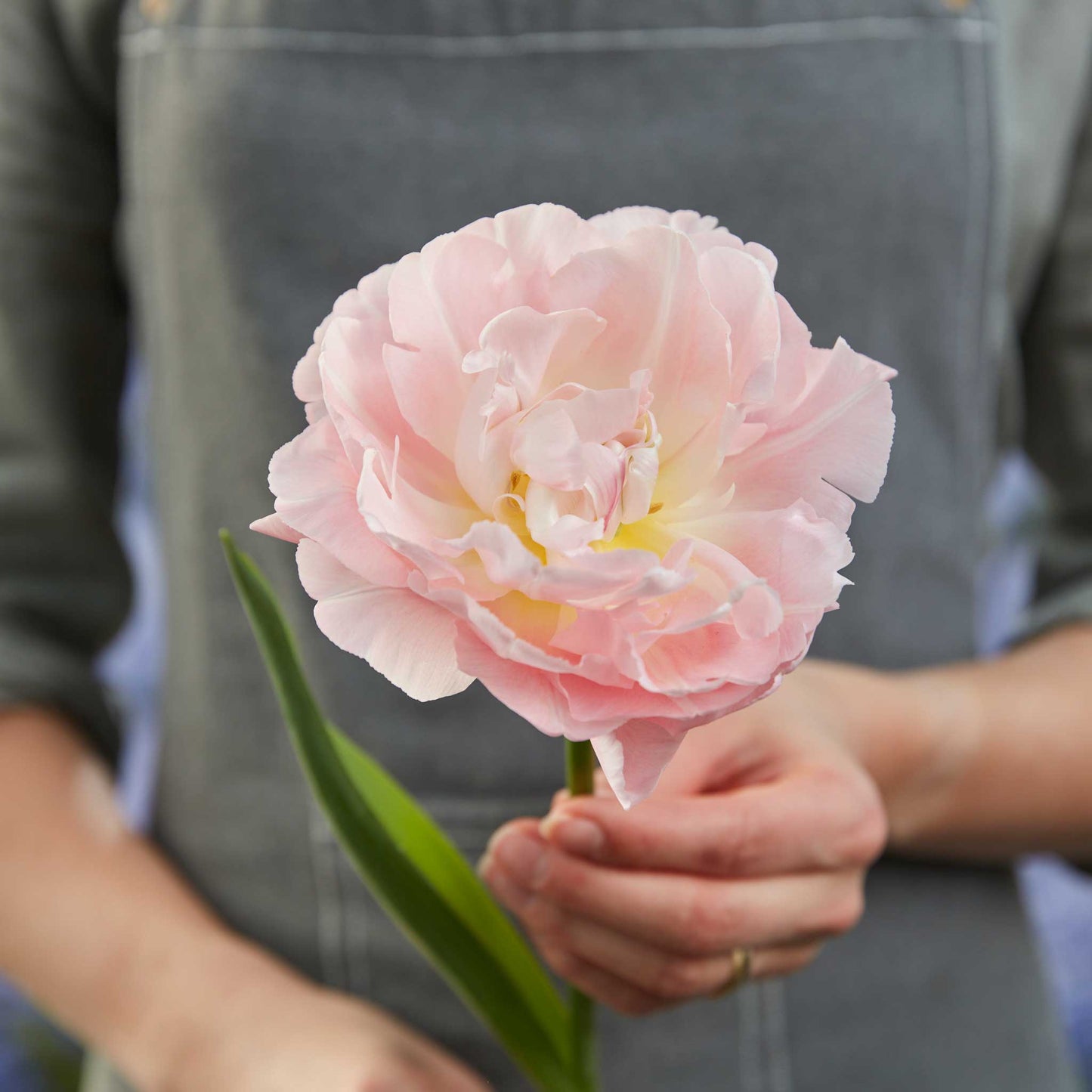 tulip dreamer