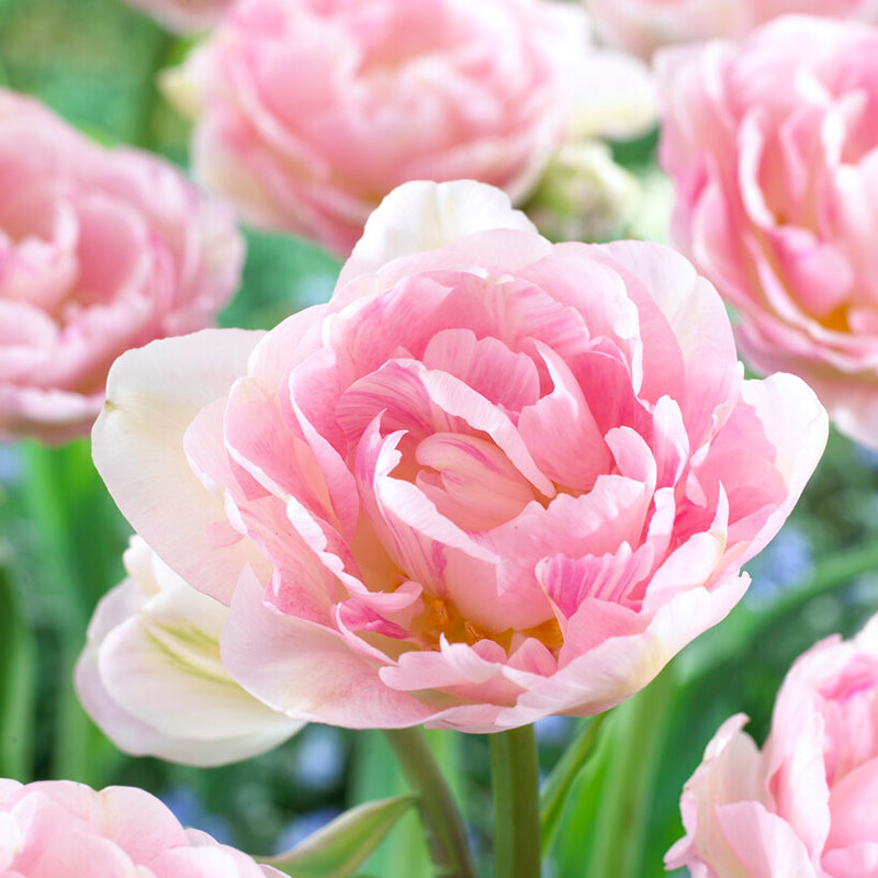 tulip dreamer