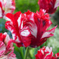 Close-up of red and white parrot estella rijnveld tulips with a blurred green background | copyright: Floramedia UK Ltd