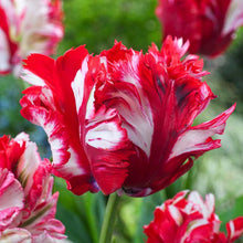Close-up of red and white parrot estella rijnveld tulips with a blurred green background | copyright: Floramedia UK Ltd
