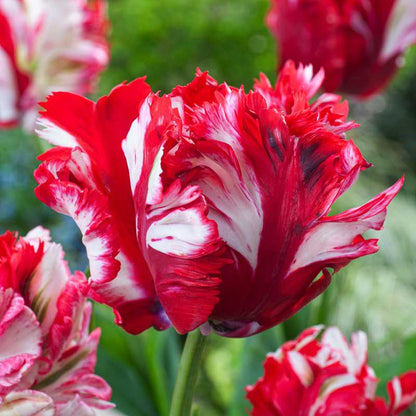 Close-up of red and white parrot estella rijnveld tulips with a blurred green background | copyright: Floramedia UK Ltd